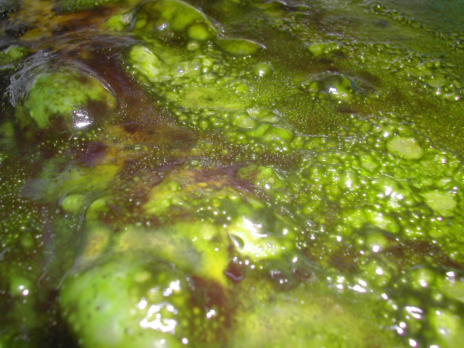 Ensuring Water Quality: Detecting and Eradicating Slime in Storage ...